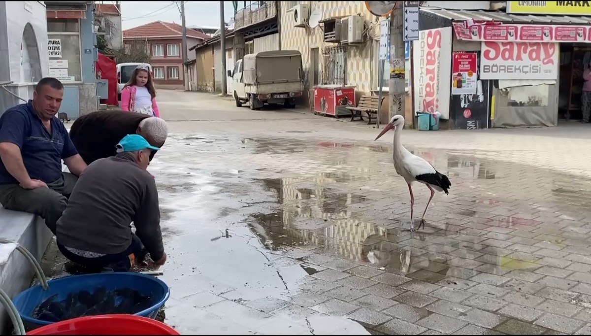 Yaren'den sonra şimdi de Bilal leylek: Yusuf Amcanın ellerinden balık yedi