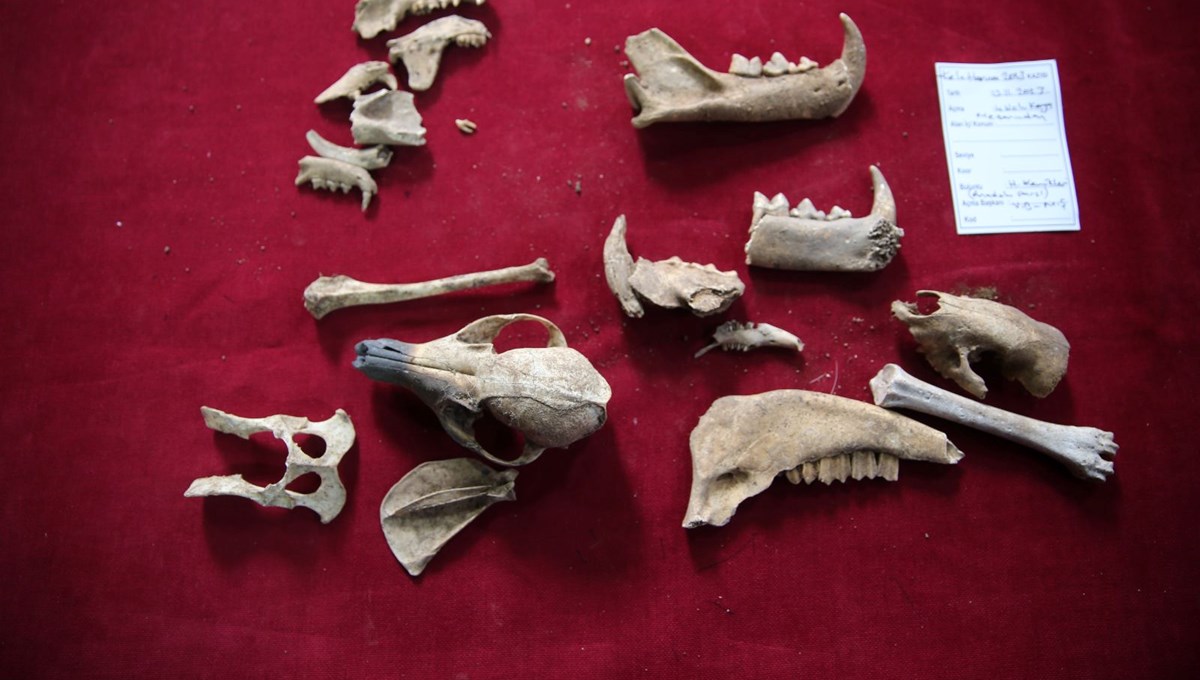 Mardin'de1500 yıllık Anadolu leoparı kemikleri bulundu: Çok nadir bir arkeolojik kayıt olacaktır