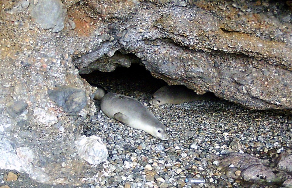 Gökova Körfezi'ndeki bir mağarada 5 Akdeniz foku görüldü - 1