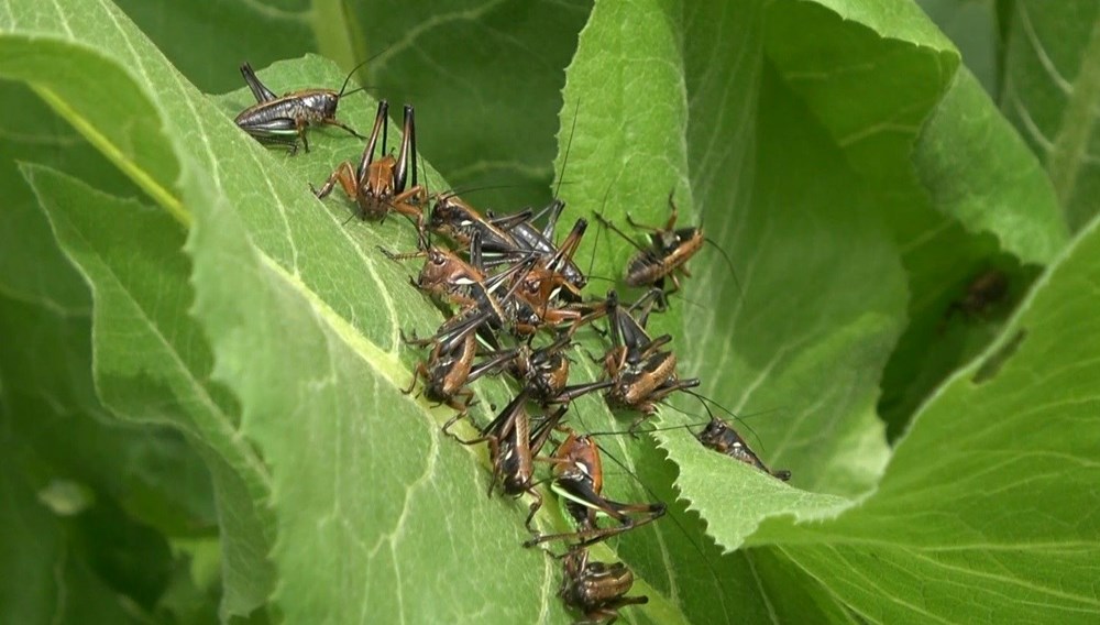 Muş'ta çekirge alarmı: Tarlalara doğru ilerliyorlar - 7