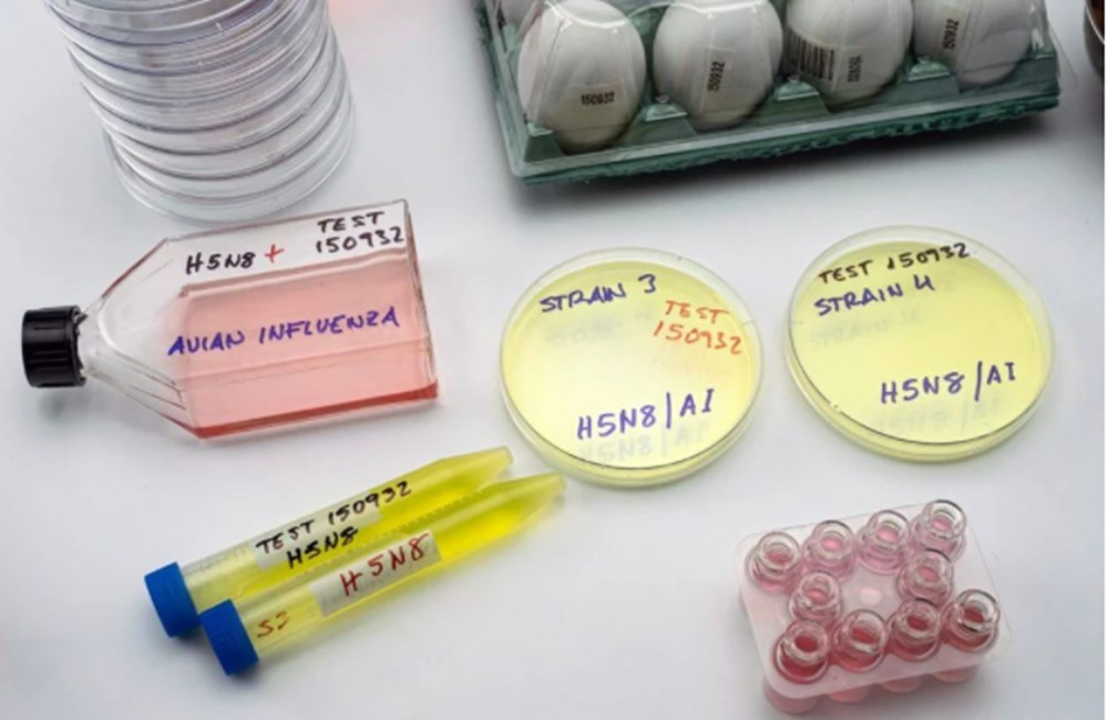 Avrupa ve Asya'da yeni salgın: Ölüm oranı yüzde 50'den daha fazla - 7