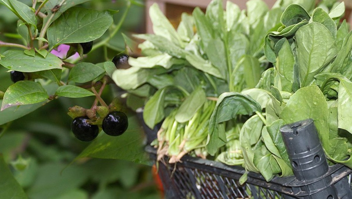 Ispanak krizi: Güzelavrat otu nasıl zehirler, belirtileri neler?