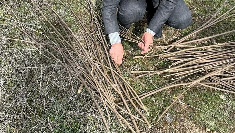 Doğadan toplanmaya başladı: Hayıt, söğüt, dut melengiç dalları sepete dönüşüyor