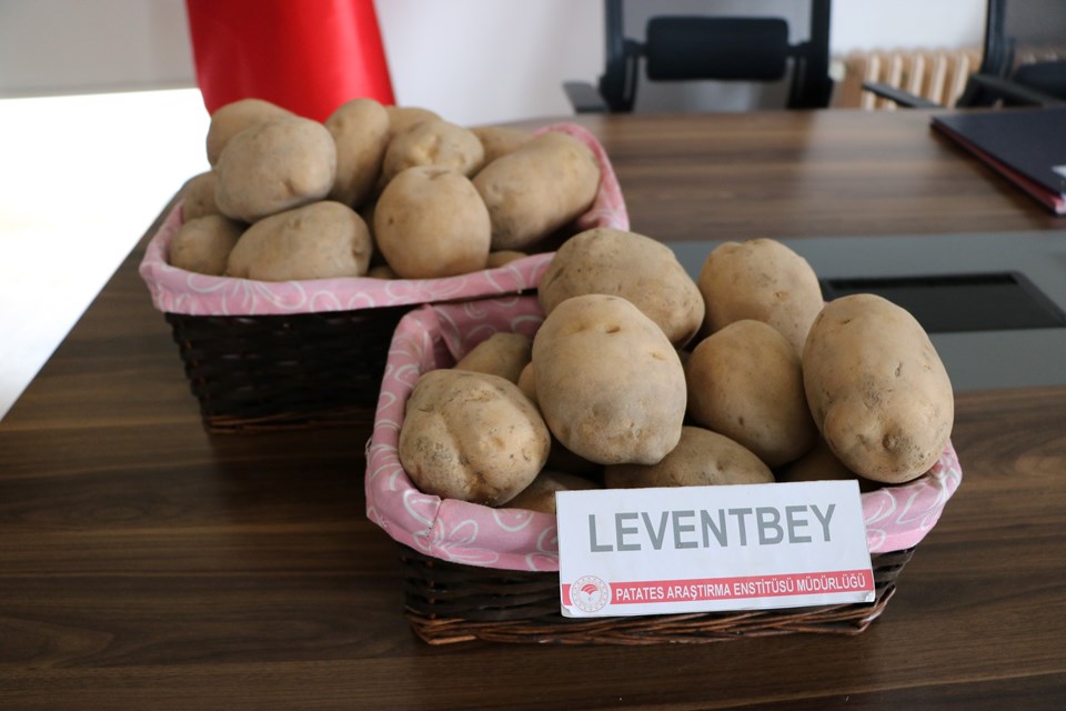 'Leventbey' ve 'Muratbey' geliyor (Yerli patates projesi) - 2