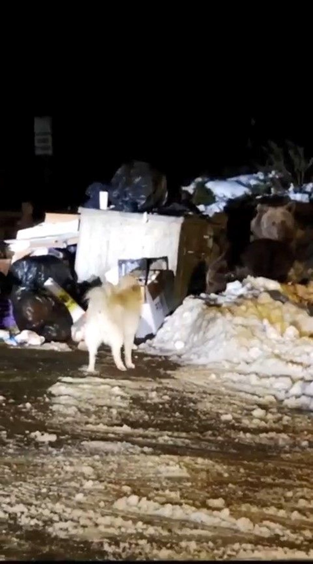 Uludağ’da kış uykusuna dalamayan ayı ailesi kendilerini
rahatsız eden köpeğe saldırdı - 1