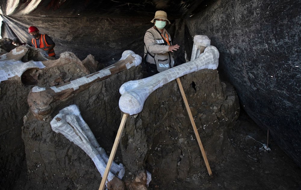 Meksika’daki sit alanında bulunan mamut fosillerinin sayısı 200’e yükseldi - 4