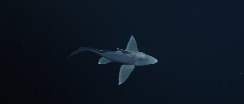 Hayalet köpek balığı canlı olarak ilk kez görüntülendi - 2