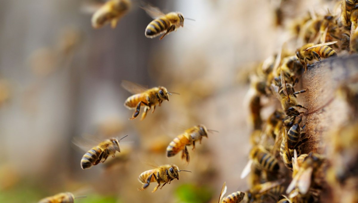 Genetiği değiştirilerek sıcağa dayanıklı arı üretildi