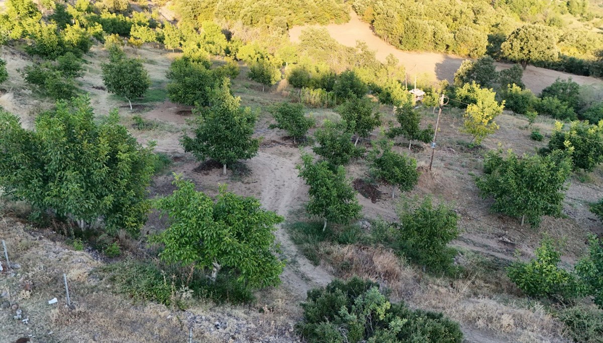 Zirai don vurdu: 2 bin 400 tonluk rekolte 25 tona düştü