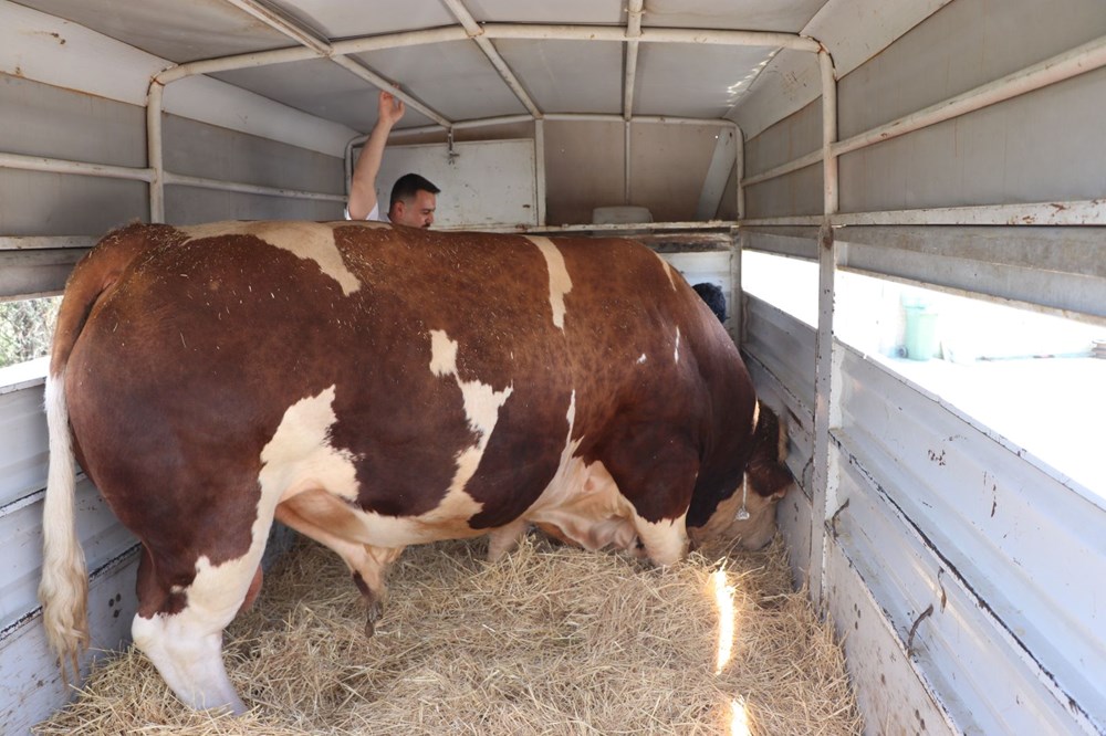Şampiyon boğa 'Poyraz', 540 bin TL'ye alıcısını buldu: 1,5 ton ağırlığında - 2