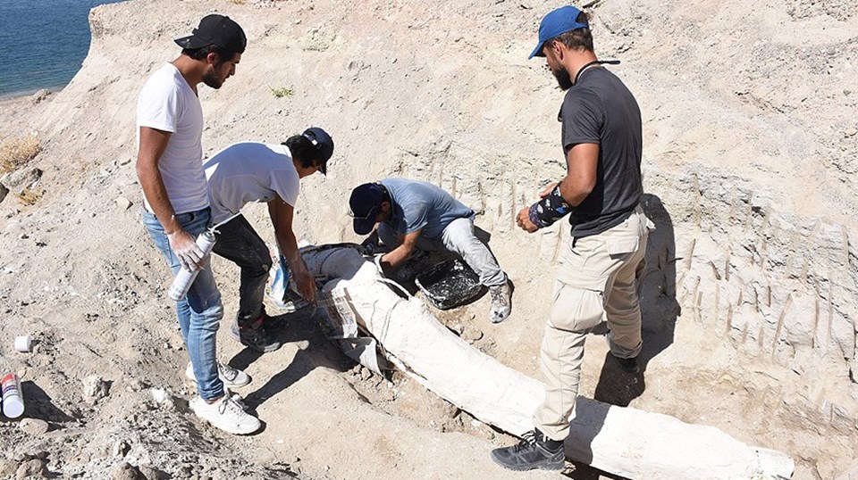 7,5 milyon yıllık fosiller özel yöntemle taşındı - 1