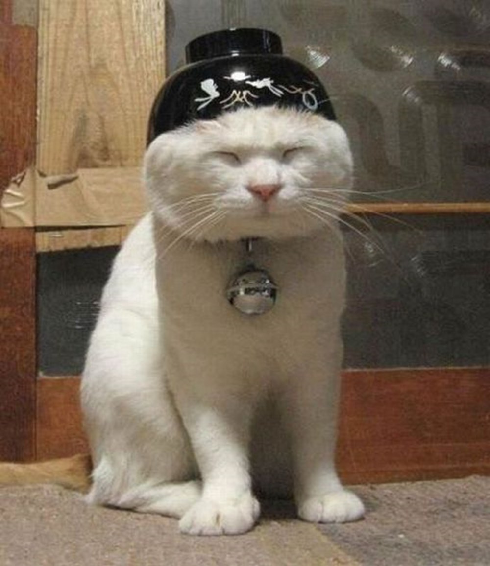 Кот еврей