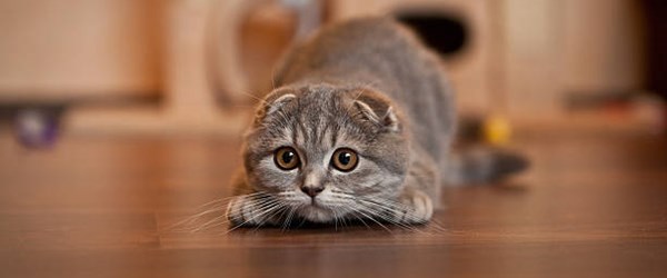 Sevimli ve acı çekmeye mahkum kedi: Scottish Fold