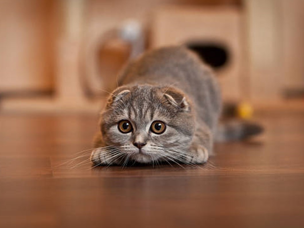 sevimli ve aci cekmeye mahkum kedi scottish fold magazin haberleri ntv