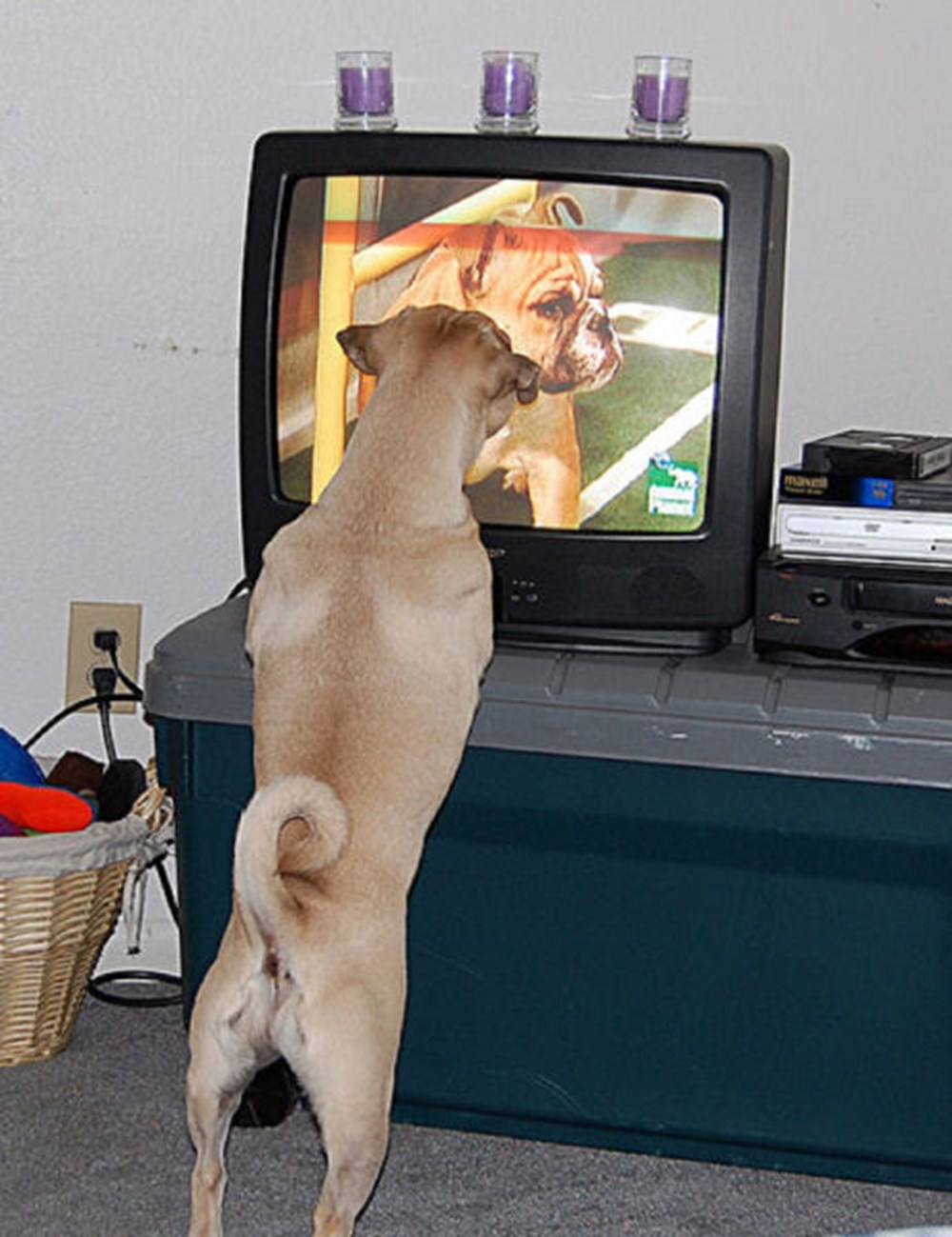 Животные и телевизор. Собаки телик. Собака ТВ. Телевизор животные прикол.