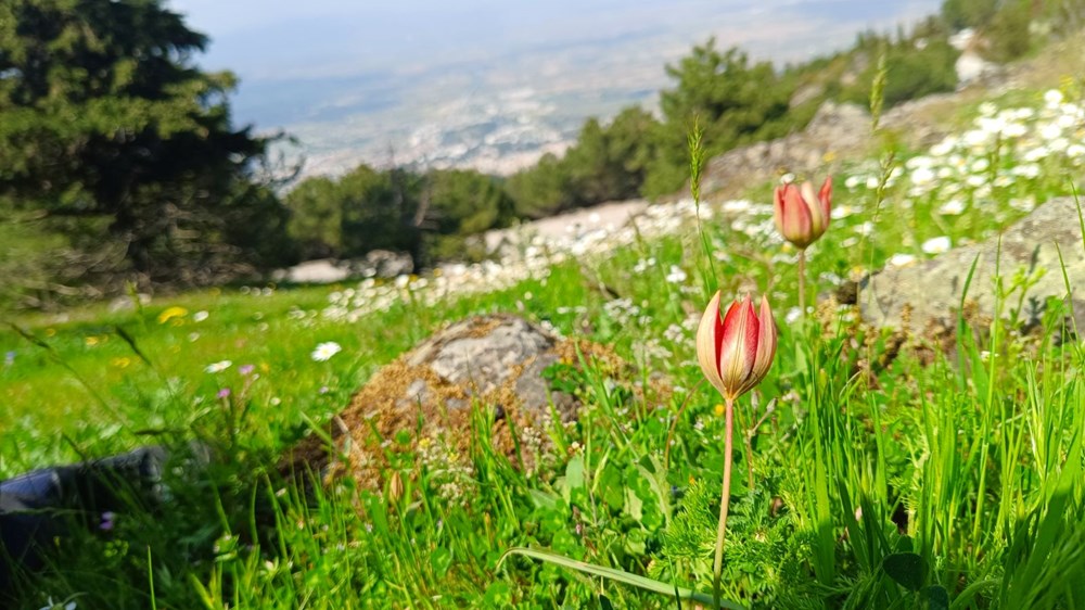 Senede bir kez açıp yalnızca 10 gün yaşıyor: Koparmanın cezası var 74