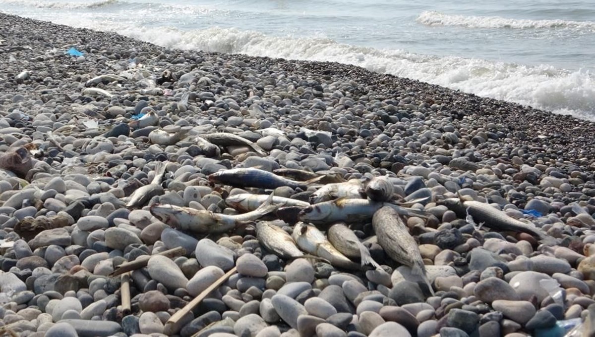 Mersin sahilinde balık ölümleri
