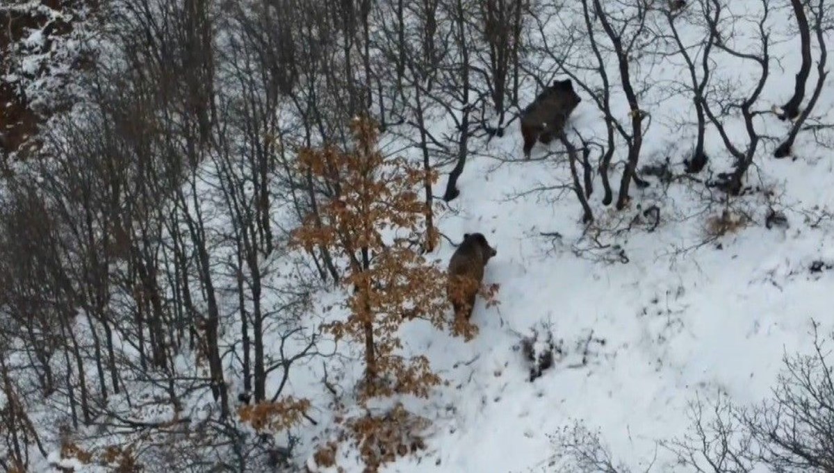 Ormanın karlı arazisinde yiyecek arayan 2 domuz dronla görüntülendi