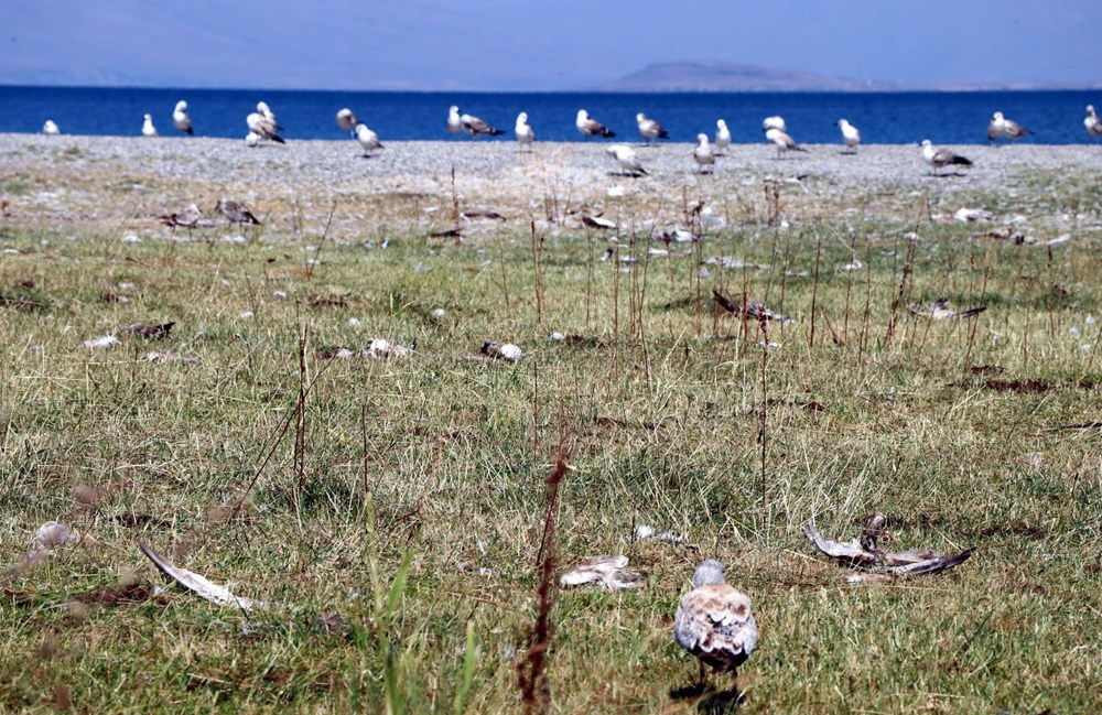 Van'da martı ölümlerinin nedeni belli oldu: Açlık ve stres - 6