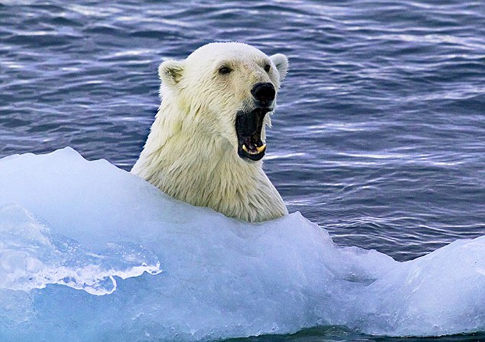 Turistleri selamlayan kutup ayısı - 1