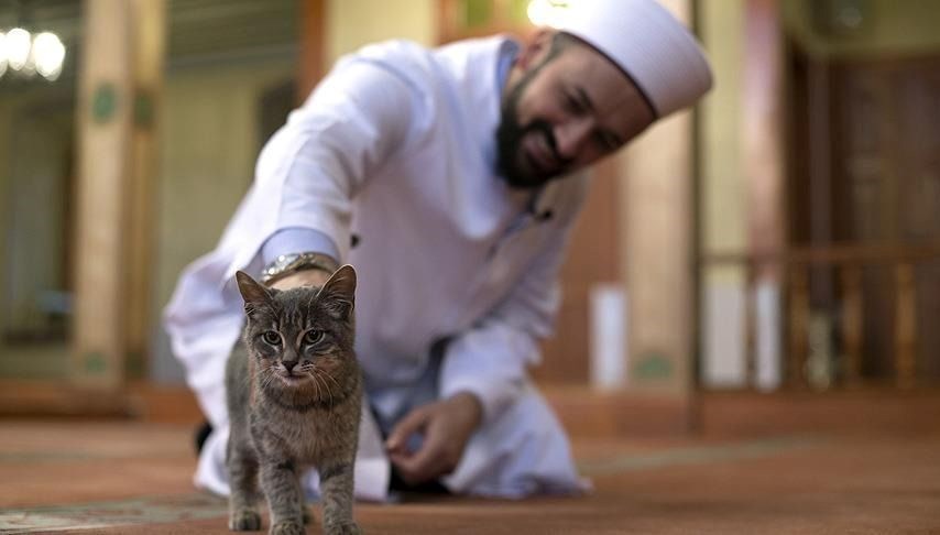 Uzman antropolog merak edilen sırrı açıkladı: Türkiye'deki kedilerle insanlar arasında nasıl bir bağ var?