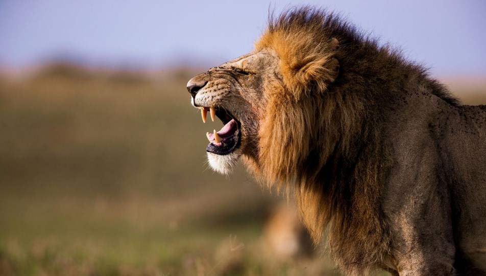 Aslan saldırısına uğrayan 14 yaşındaki kız feci şekilde can verdi