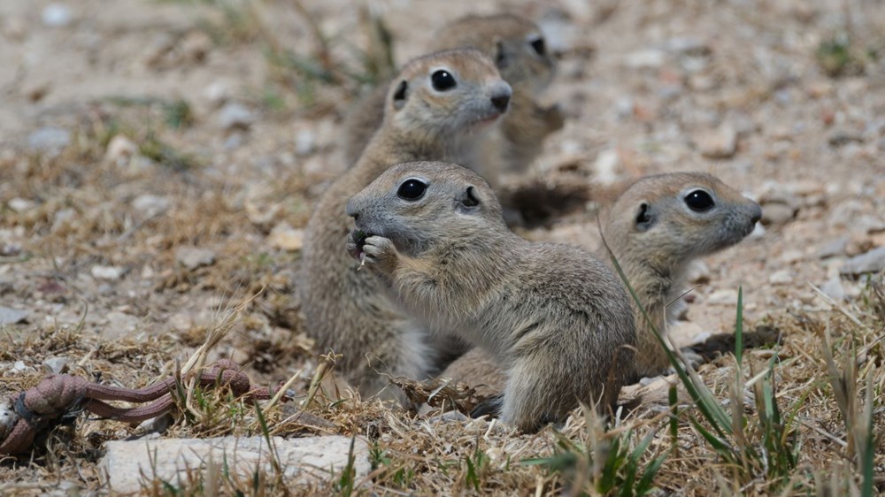 Anadolu gelengisi Karaman'da görüntülendi 75