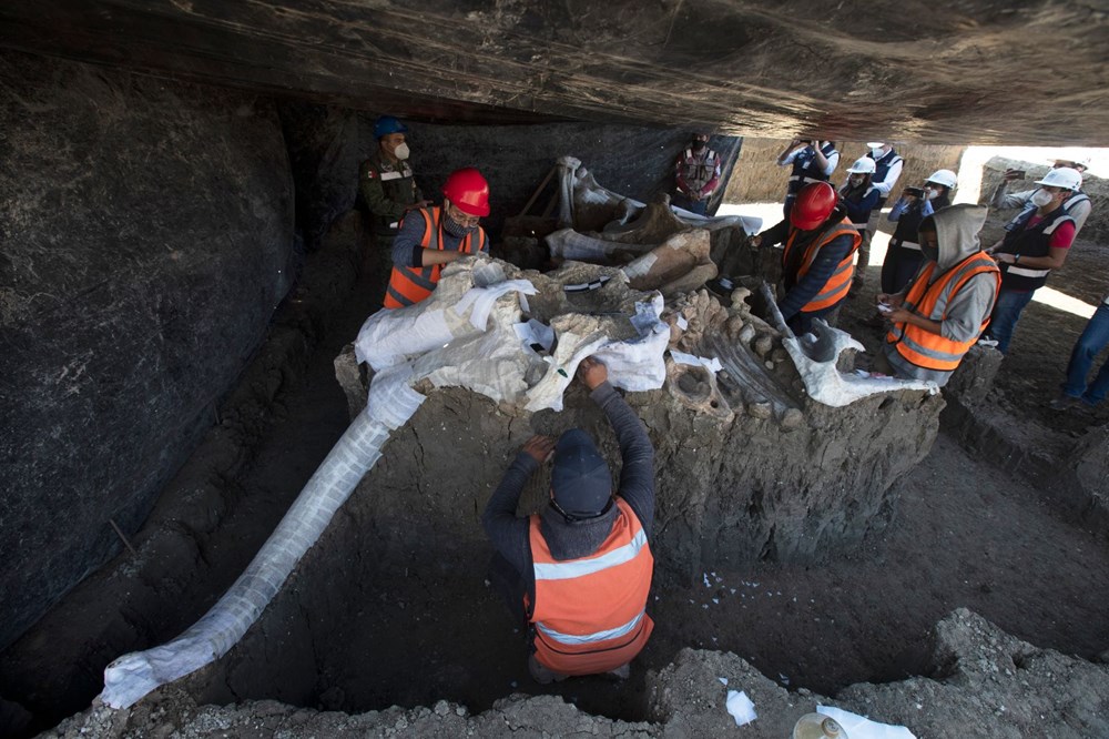 Meksika’daki sit alanında bulunan mamut fosillerinin sayısı 200’e yükseldi - 1