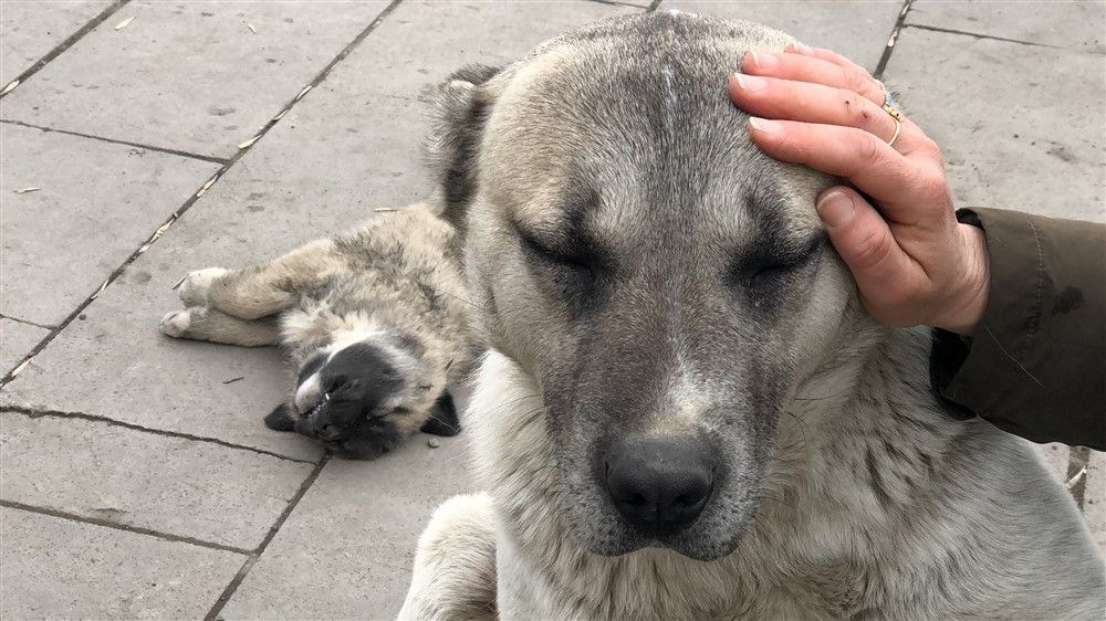 Sokak köpeği, ölen yavrusunun başında bekledi