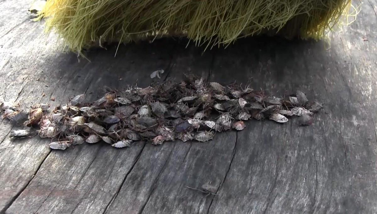 Karadeniz'de Karadeniz'de
