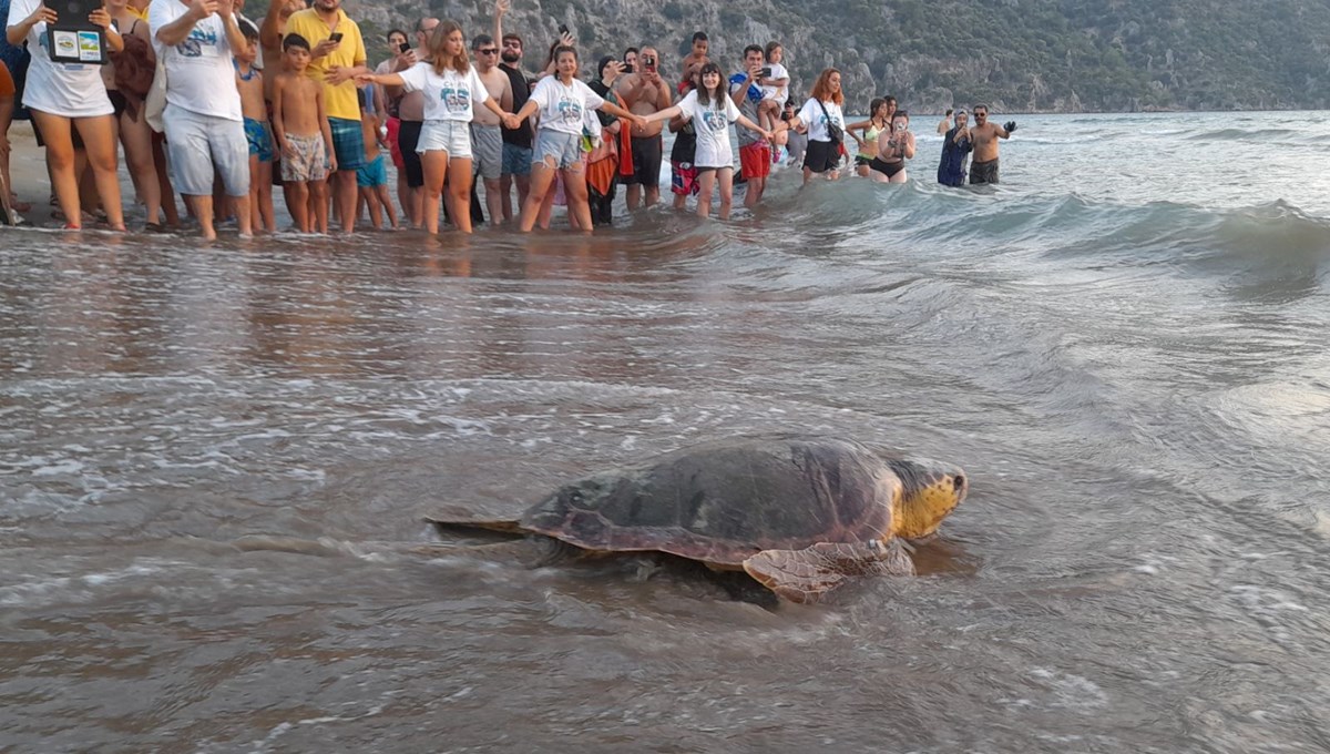 Caretta carettalar denize bırakıldı Caretta carettalar denize bırakıldı