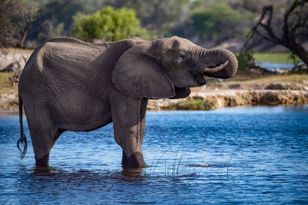 Vahşi yaşamın yüzde 70'i son 50 yılda yok oldu: Milyonlarca yıldır böylesi görülmedi - 2
