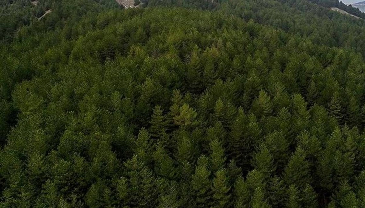 Şırnak'ta ormanlara giriş yasaklandı