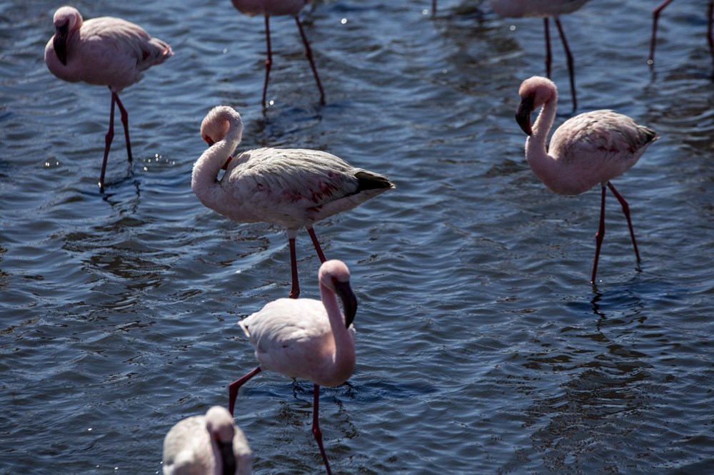 Afrika sahillerinde bir flamingo cenneti: Walvis Bay Lagünü - 1