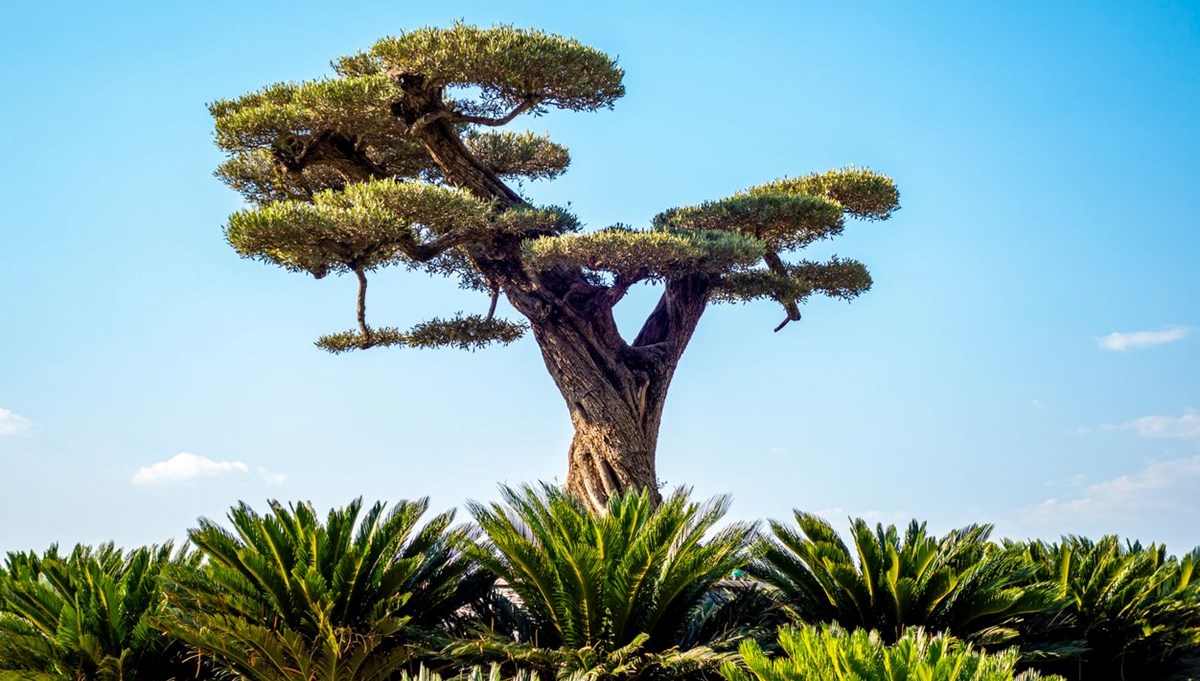 Türkiye'nin ilk bonsai müzesi Yalova'da kuruluyor Türkiye'nin ilk bonsai müzesi Yalova'da kuruluyor