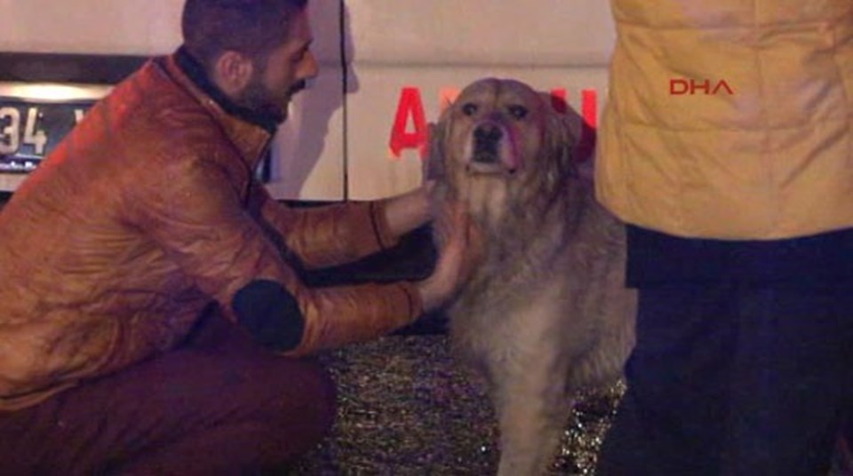 Vefalı köpek ambulansa alınan sahibini bırakmadı - 1
