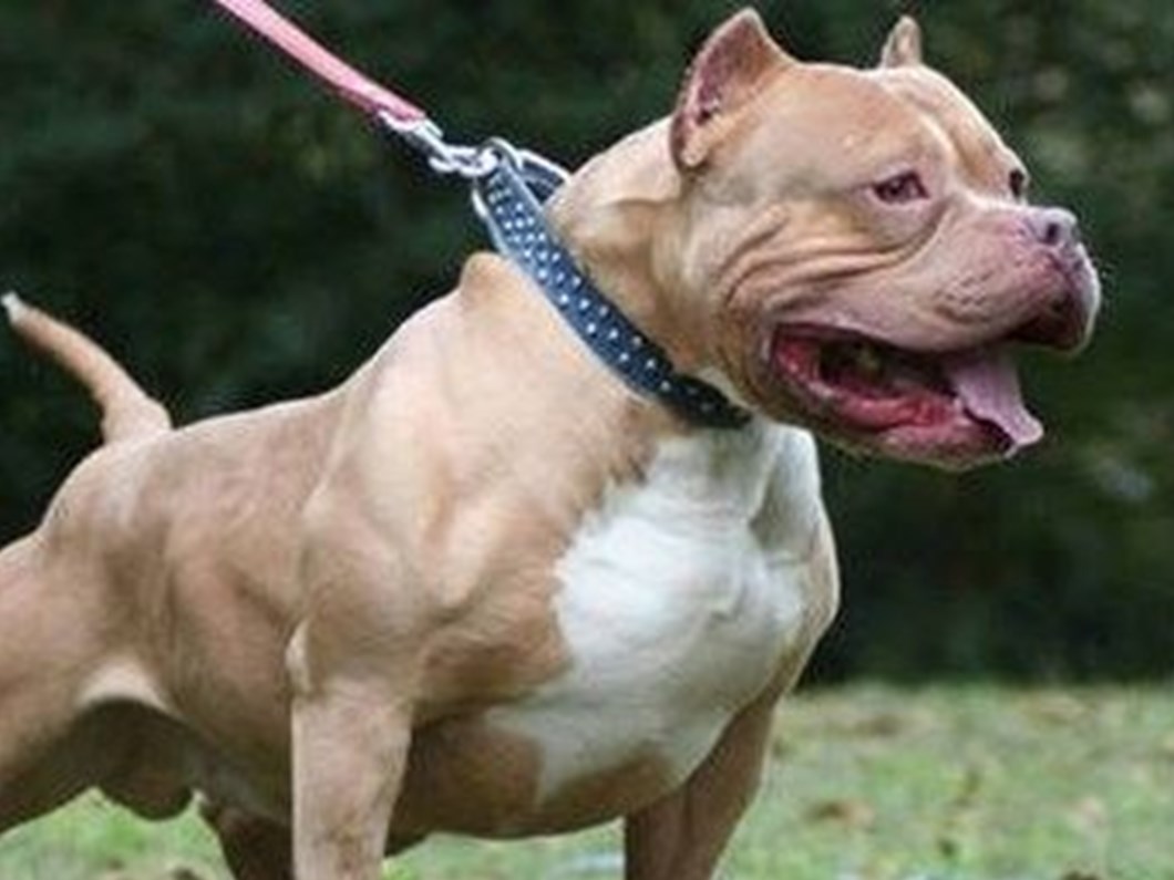 van da pitbull besleyen kisiye 23 bin