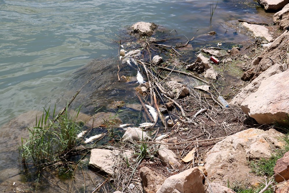 Türkiye’nin en uzun nehri Kızılırmak'ta toplu balık ölümleri - 9