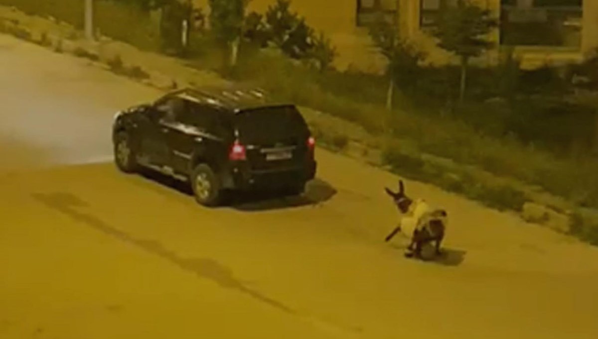 Eşeği otomobilin arkasında sürükledi