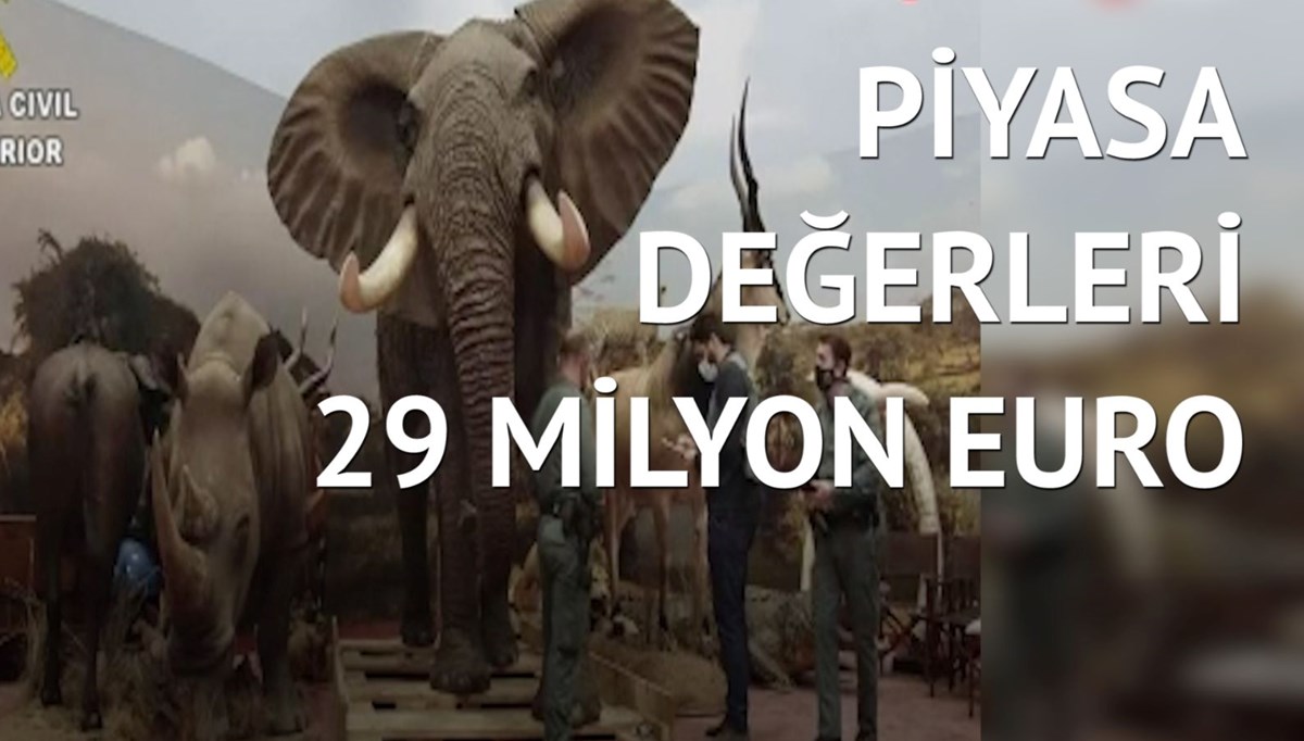 İspanya’da binden fazla dondurulmuş hayvan ele geçirildi İspanya’da binden fazla dondurulmuş hayvan ele geçirildi