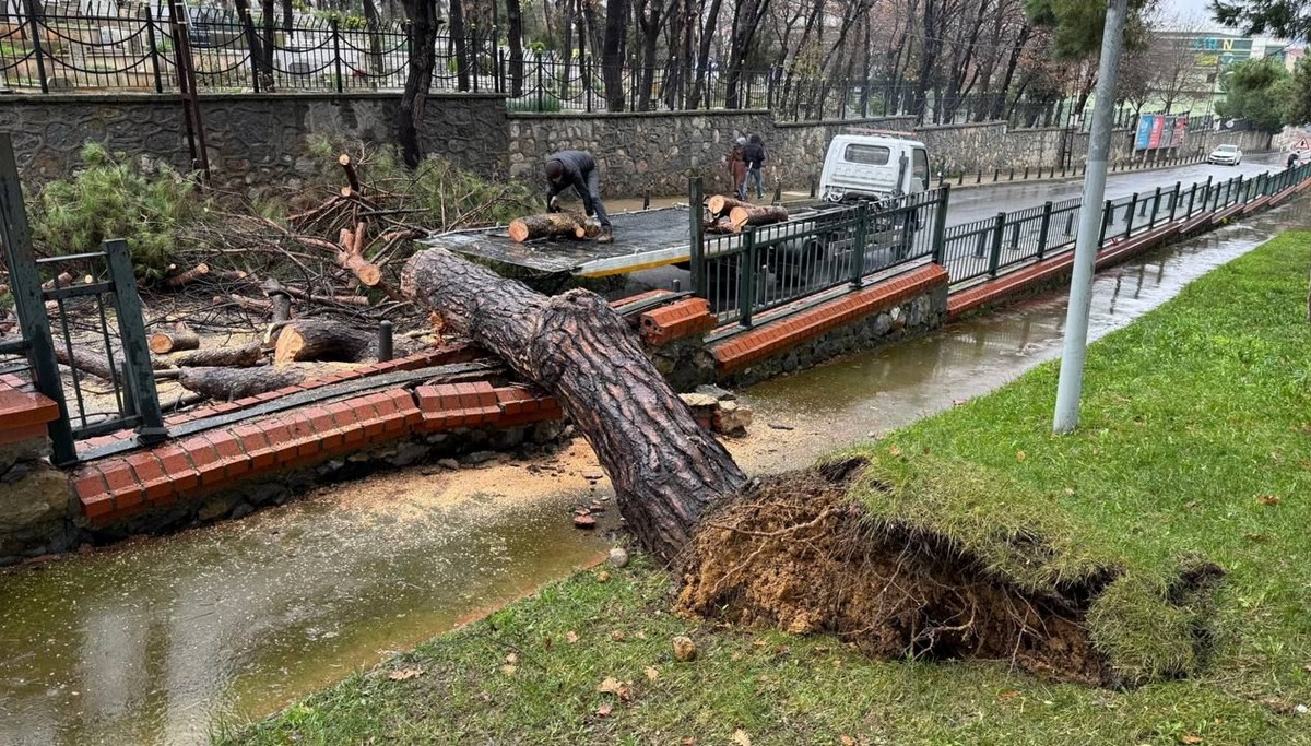 İstanbul’da sağanak: Parktaki ağaç caddeye devrildi