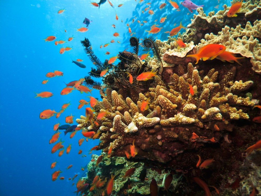 Büyük Set Resifi’nde 500 metre yüksekliğe sahip mercan kulesi bulundu - 7