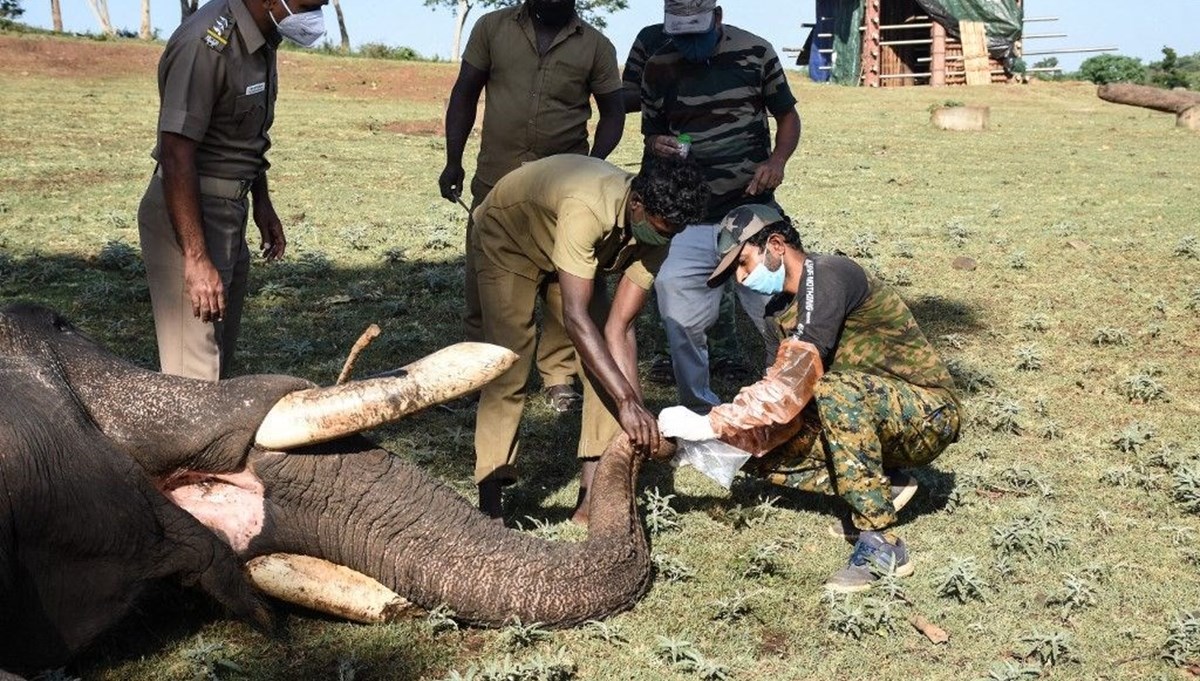 Hindistan'da bir aslanın Covid-19'dan ölmesinin ardından 28 fil corona virüse yakalandı