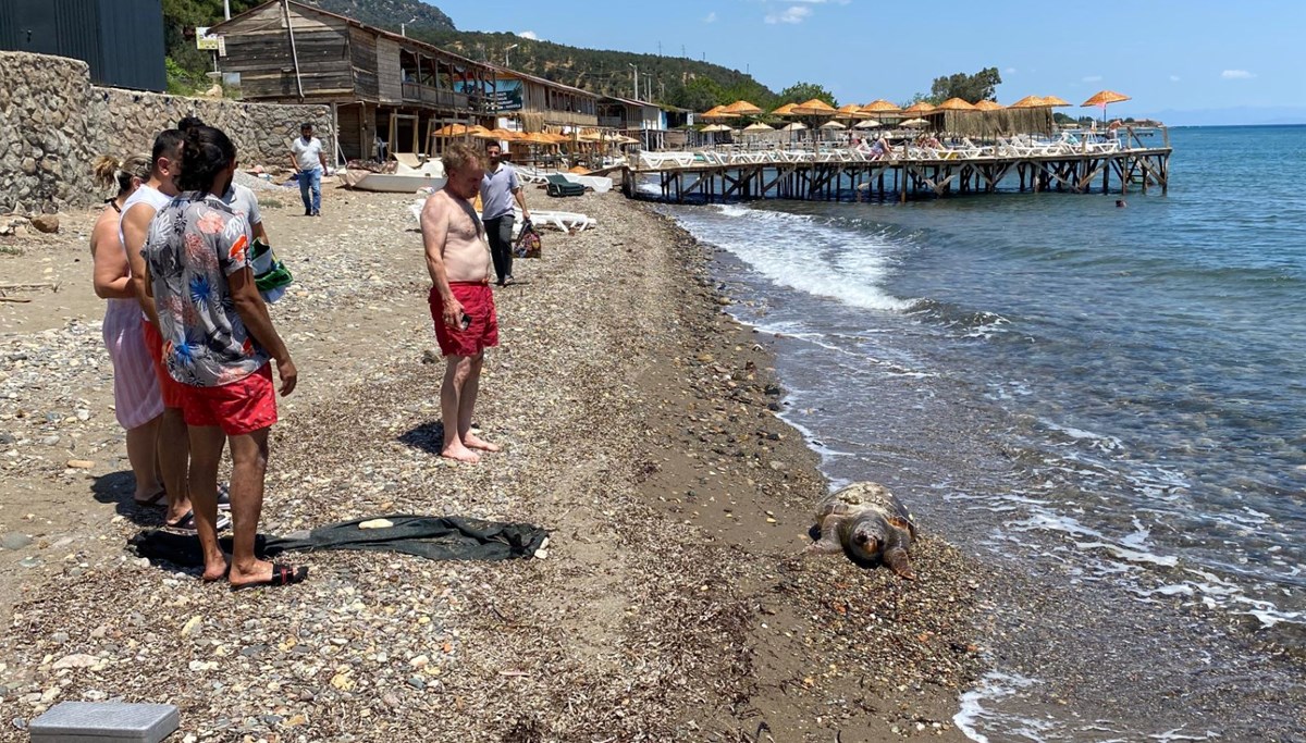 Ölü caretta caretta sahile vurdu