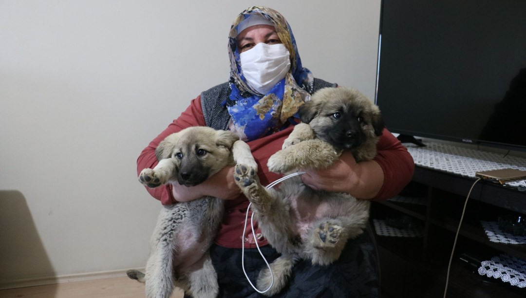 Sivas�ta 2 yavru köpeği donmak üzereyken buldular NTV