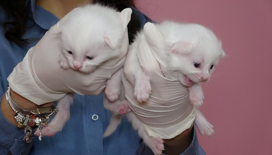 2025 yılının ilk Van kedileri dünyaya geldi: Ünü sınırları aşarak dünyaya yayıldı