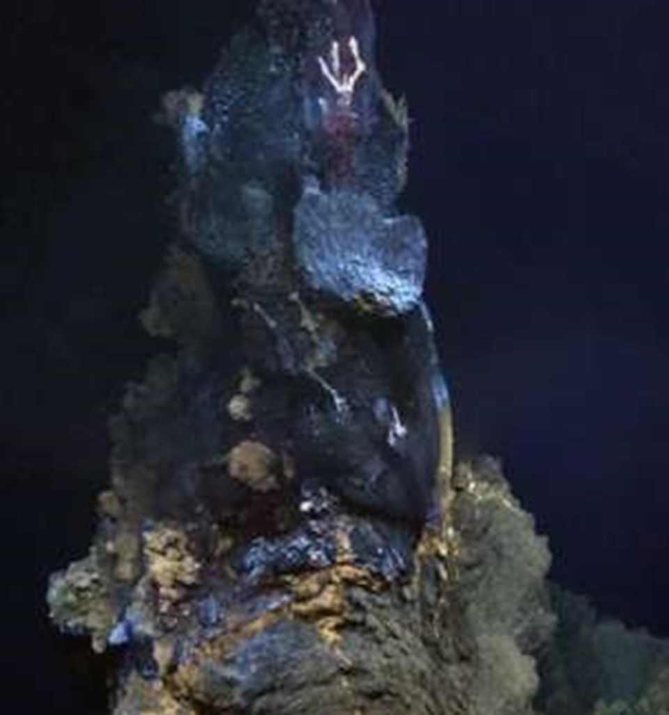 Okyanusun derinliklerinde 6 yeni tür keşfedildi - 1