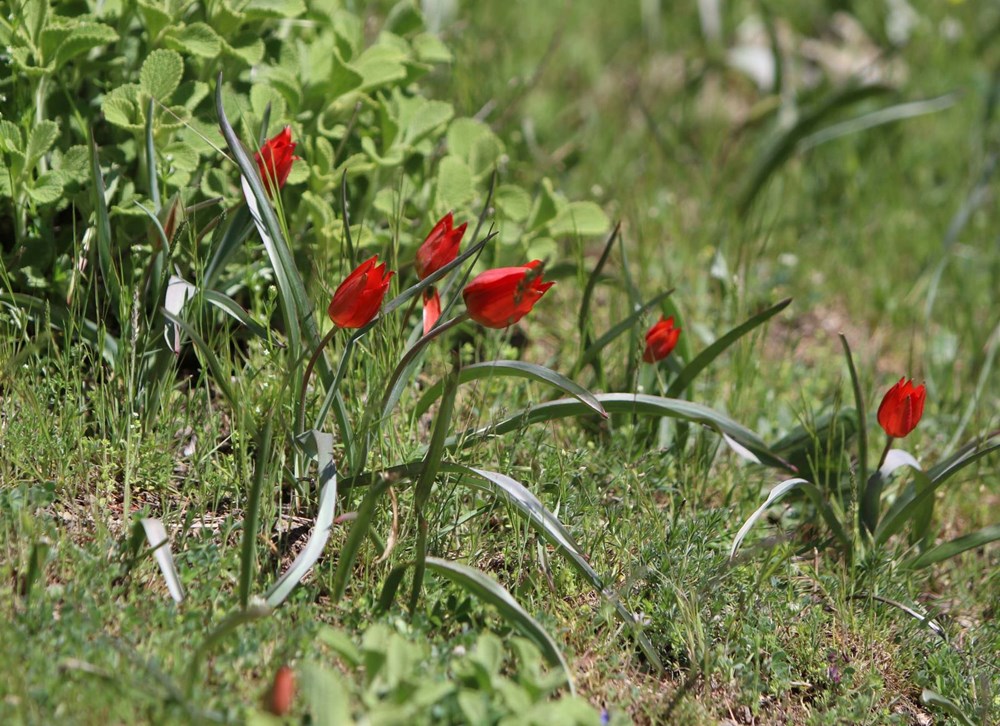 Yalnızca 10 gün canlı kalabiliyor: Koparmanın cezası 557 bin TL 74 WEy4IbUDdEiPDsWoAjVTdA