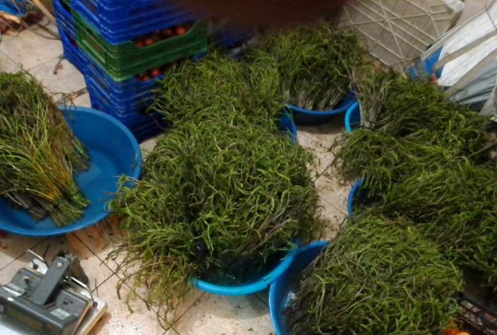 Dağlardan bedavaya toplanıyor, 100 TL'ye satılıyor: "Aydın'ın nimeti" olarak bilinen şifalı bitki 72 WF6EG48M8kaHmd2utAfvZw