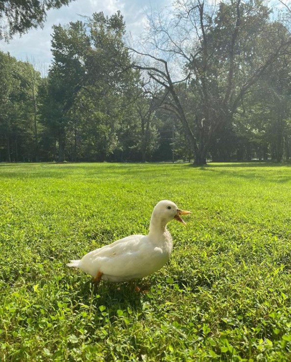 Fenomen ördeğin kazancı dudak uçuklattı - 9